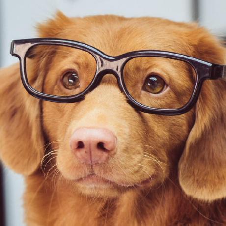 Profile picture depicting a brown dog with black eyeglasses
